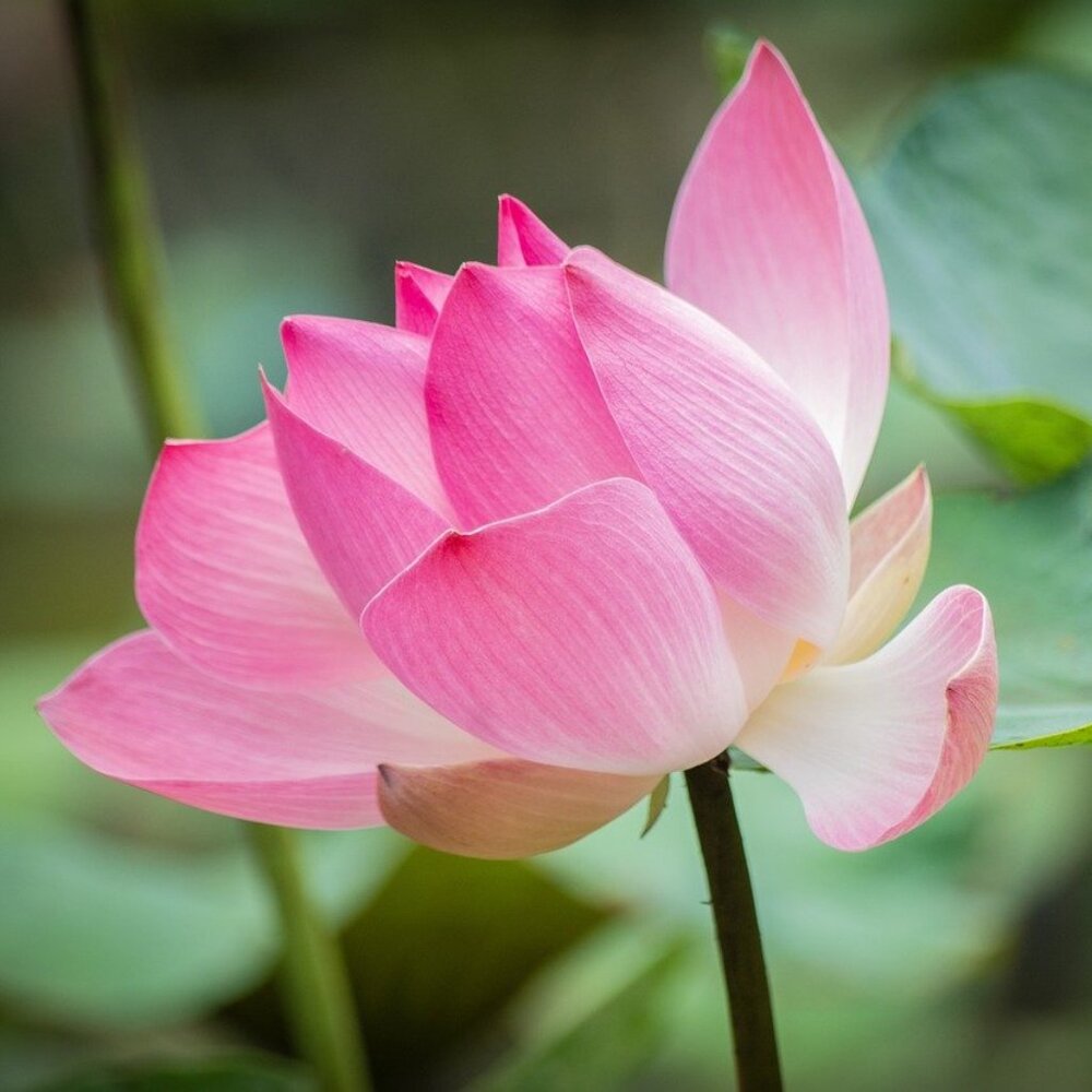 Meet your Posher, Cassandra